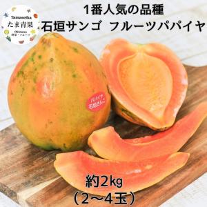 青パパイヤ 約10kg（日付指定不可） 沖縄県産 野菜用 : 沖縄市場たま