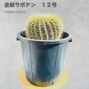 サボテンの王様 金鯱 8号鉢 大型 観葉植物 多肉植物 金シャチ おしゃれ
