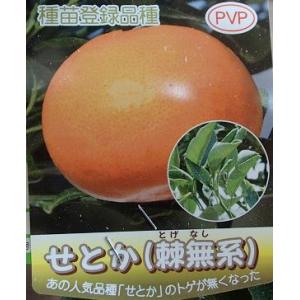小原紅早生】 柑橘大苗 3年生接木苗 温州みかん ※納期指定:発送予定