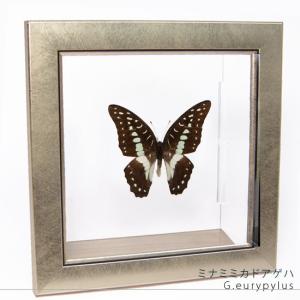 昆虫標本 蝶の標本 カルナルリモンアゲハ メタリック調ライトフレーム