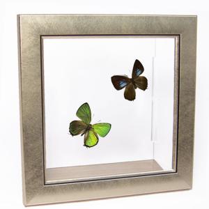 昆虫標本 蝶の標本 オオムラサキ メタリック調ライトフレーム