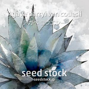 アガベの種子 オテロイ Agave oteroi : SEEDSTOCK ヤフーショップ