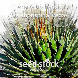 アガベの種子 オテロイ Agave oteroi : SEEDSTOCK ヤフーショップ