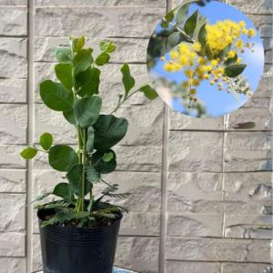 常緑エゴノキ 株立ち 約1.8m 現品発送 トキワエゴ 常緑樹 : 大福樹苗園