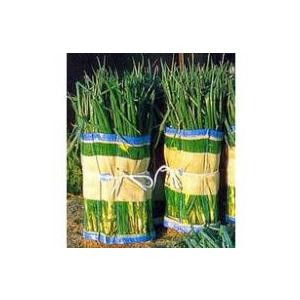 1枚 ネギマキネット Lタイプ 60×125cm ネギ 枝豆 花 収穫ネット ねぎ