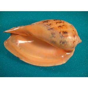 リュウグウウボラ : 貝殻ストア - 通販 - Yahoo!ショッピング