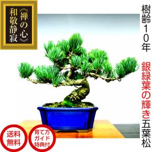 八房銀性五葉松 ごようまつ 盆栽 : 盆栽ショップ わびさび Yahoo!店