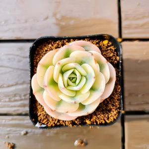 農園直売 多肉植物 寄せ植え アエオニウム属 赤水仙 （群）観葉植物