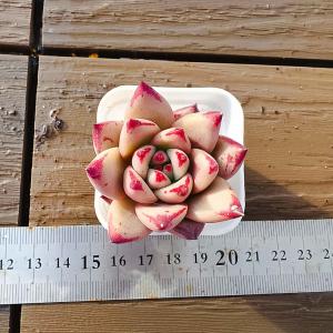 アガベ フィリフェラ×イシスメンシス(Agave hybrid filifera