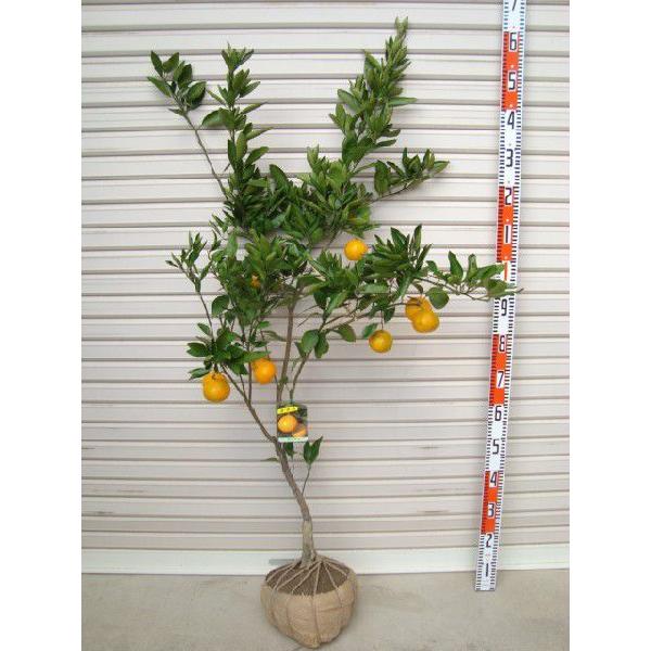 宮川早生みかん】 5年生接木苗 大苗 温州ミカン ※納期指定:発送予定