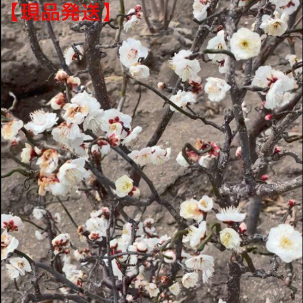現品発送 雲竜梅 ウンリュウバイ8号 樹高1.3m-1.5m(鉢底から) シンボル