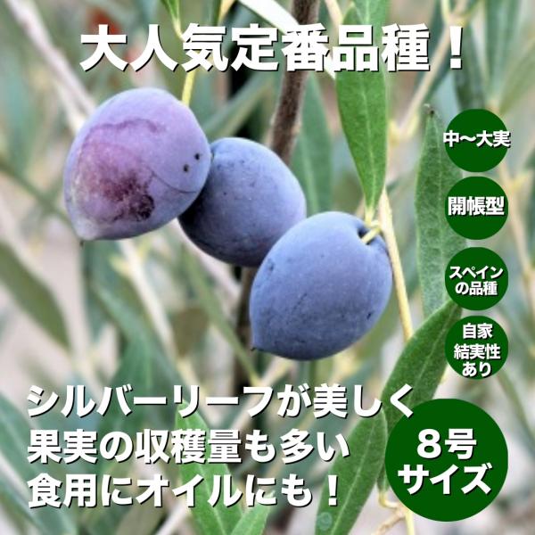 小倉園 オリーブ・ピクアル 8号鉢 オリーブの木 鉢植え 庭木 希少 現品