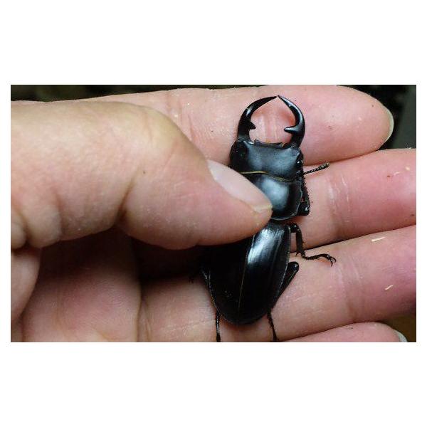 グランディス オオクワガタ（インド産） オス40〜50ミリ ミニペア