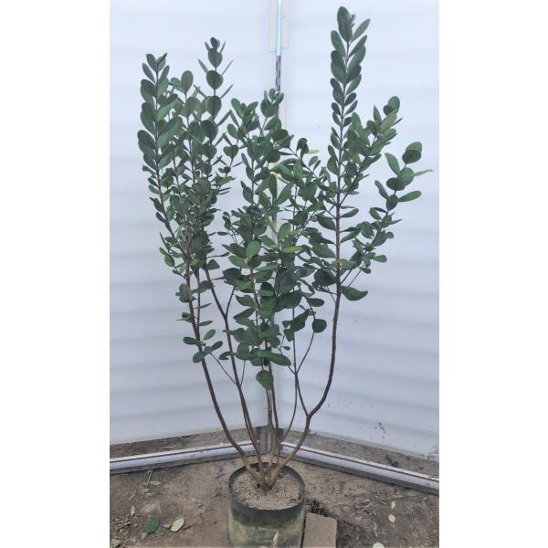 daifukujyubyou_fay15k