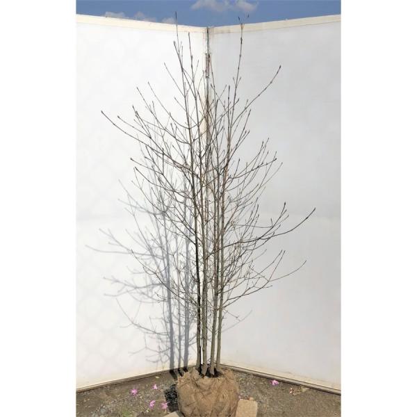 daifukujyubyou_yamabo23k