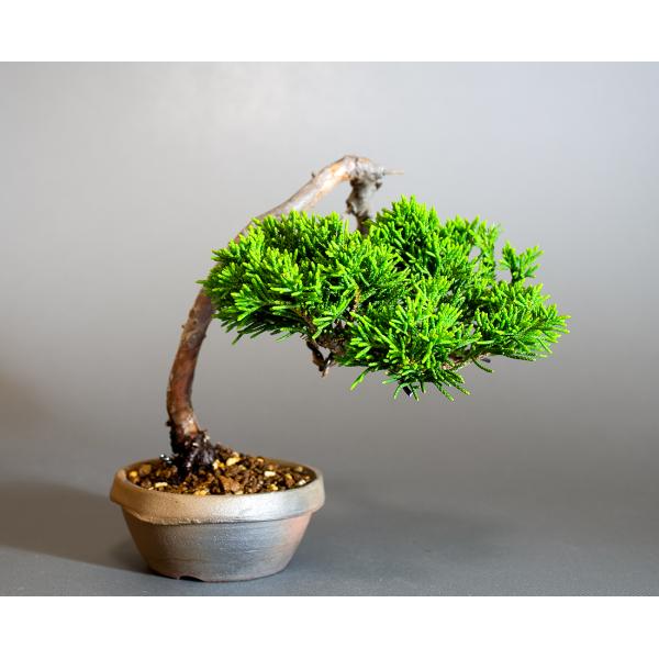 e-bonsai_4321