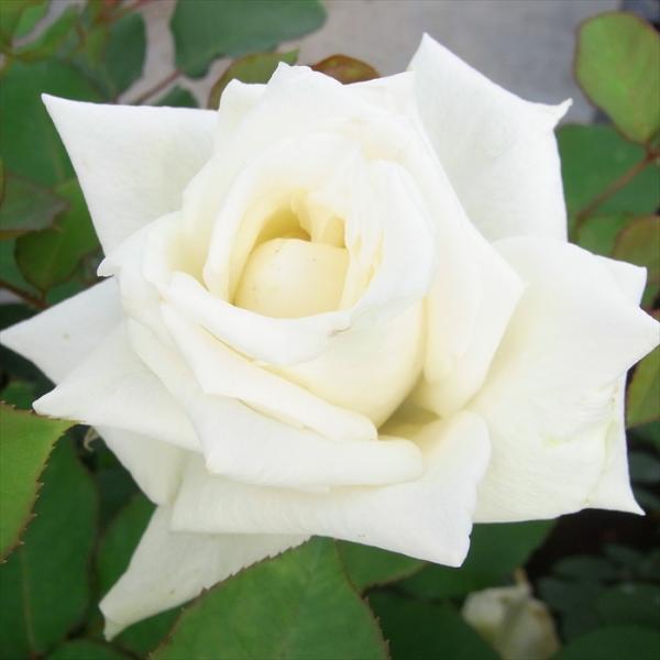 flower-net_z200128046