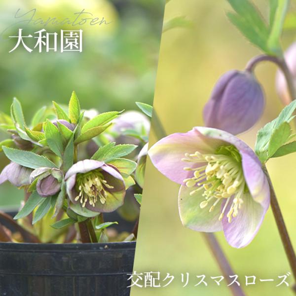 flower-net_z241226002