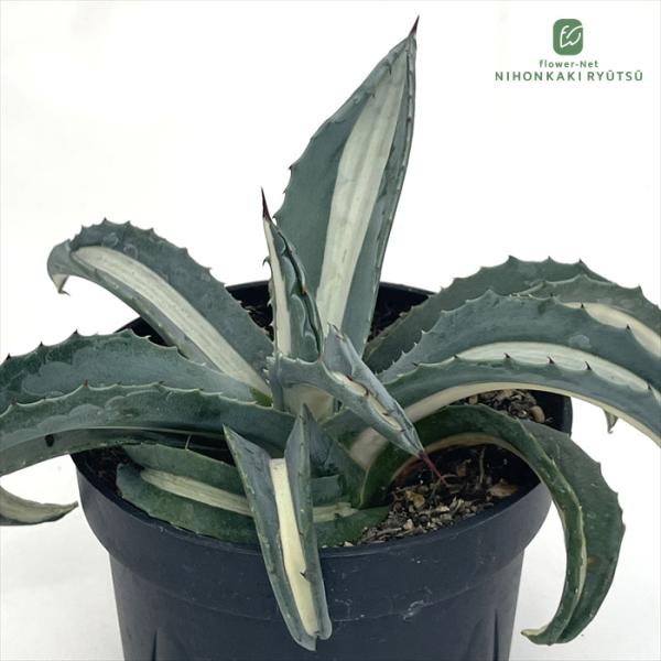 日本花キ流通 多肉植物 caアガベ 華厳 アメリカーナ メディオピクタ