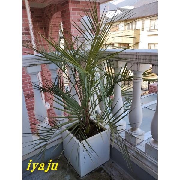 kobe-iyaju_coc-00102