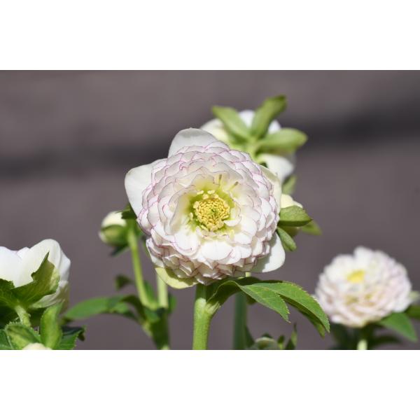 クリスマスローズ開花株 DDリトルアフロディーテ 573 現品限り : 金井