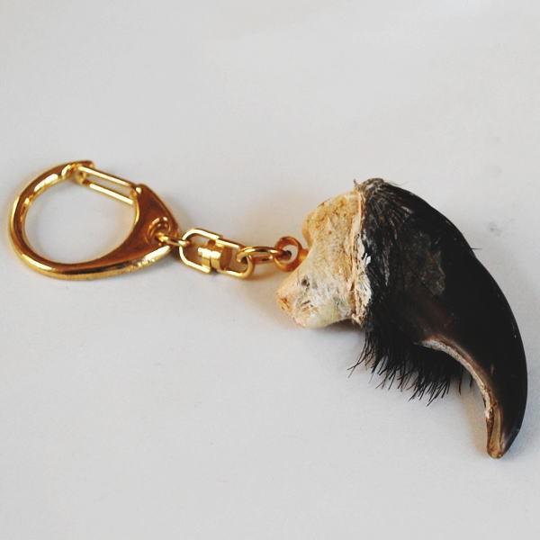 熊の爪 キーホルダー 中サイズ ベアクロー くま クマ 爪 つめ : 北国の