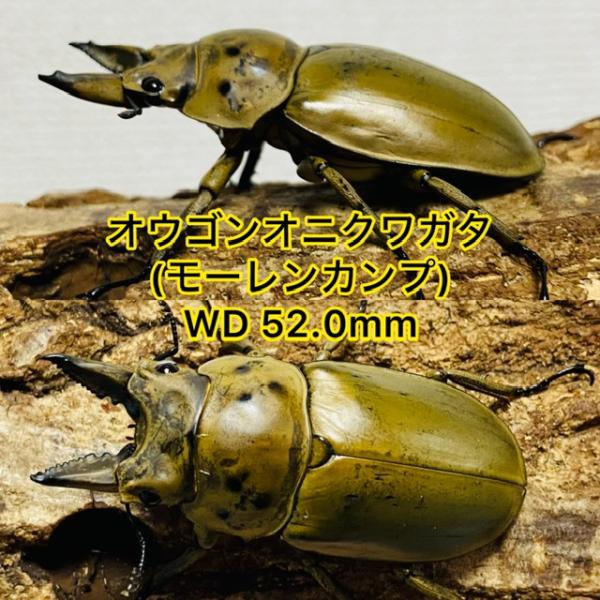 モーレンカンプ オウゴンオニクワガタ ♂52.0mm 野外採集品 ワイルド