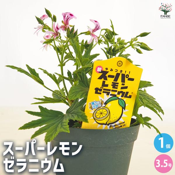 スーパーレモンゼラニウム ハーブの苗 3.5号/1個売り 花の苗