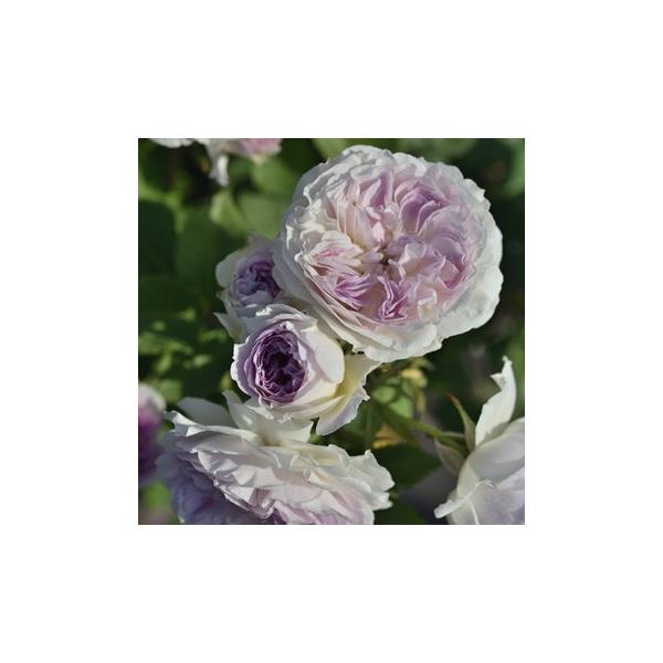 ブルー・ムーン・ストーン（バラ苗：河本バラ園） 大苗 《農林水産省