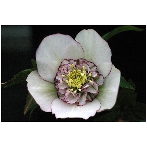 クリスマスローズ・オリエンタリス セミダブル・ピコティ : 大神