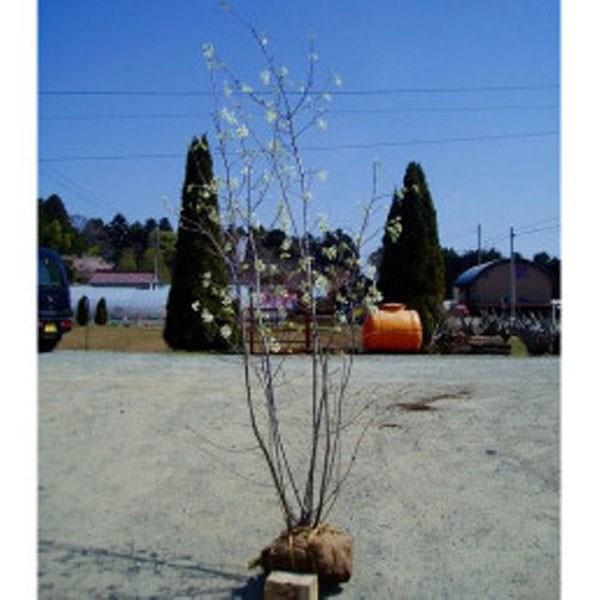 ジューンベリー 株立ち 樹高1.8〜2.0m前後(根鉢含まず) 単品 : 相馬