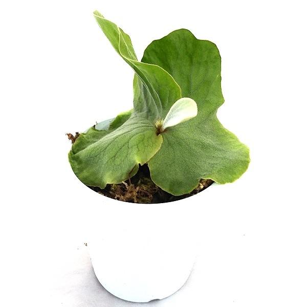 希少・ ビカクシダ アンゴレンセ （エレファントティス）4号ポット 約