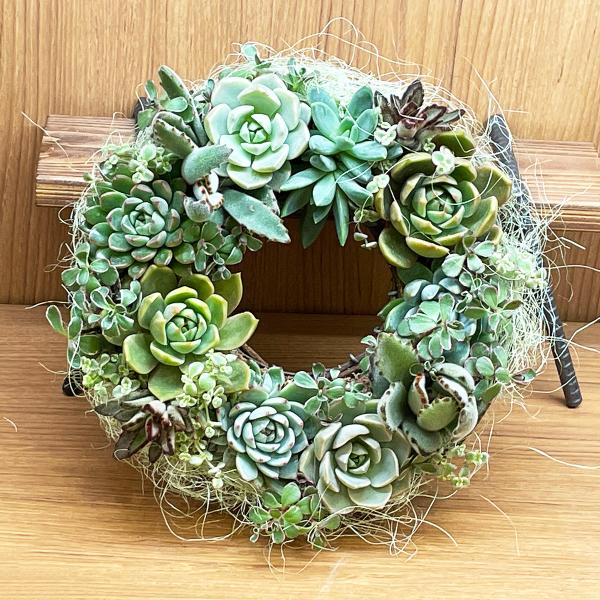 多肉植物のリース 直径約22cm 寄せ植え プレゼント ギフト : 寄せ植え