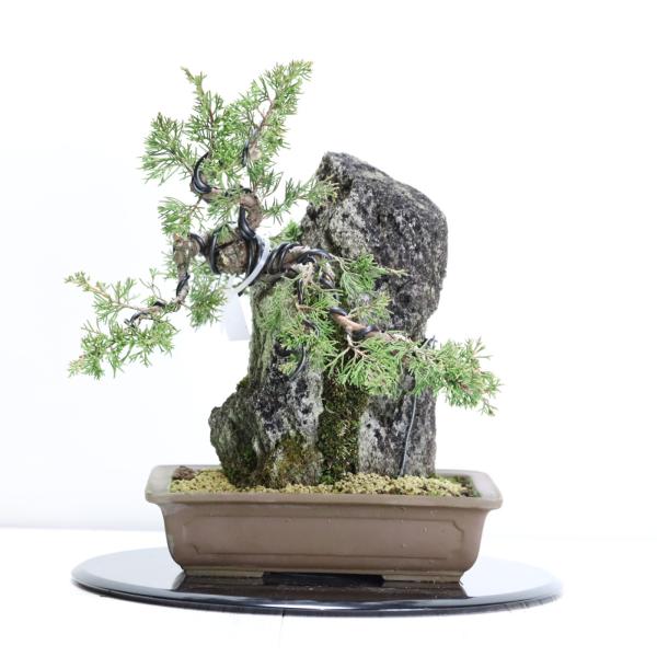 特選真柏の石付き盆栽 ジンシャリが見事な貴風盆栽 ギフト 盆栽 開店
