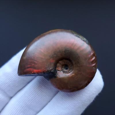 化石専門店 LOLO - アンモナイトの化石｜Yahoo!ショッピング