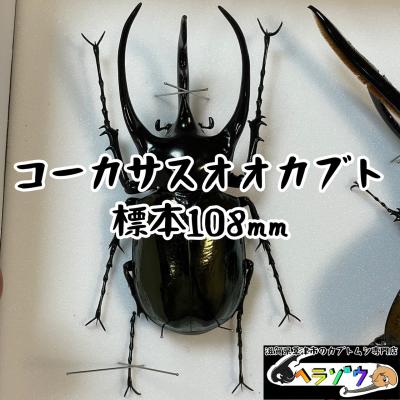 カブトムシ専門店ヘラゾウ - 標本｜Yahoo!ショッピング