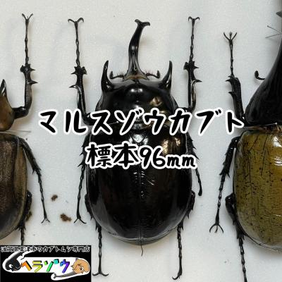 カブトムシ専門店ヘラゾウ - 標本｜Yahoo!ショッピング