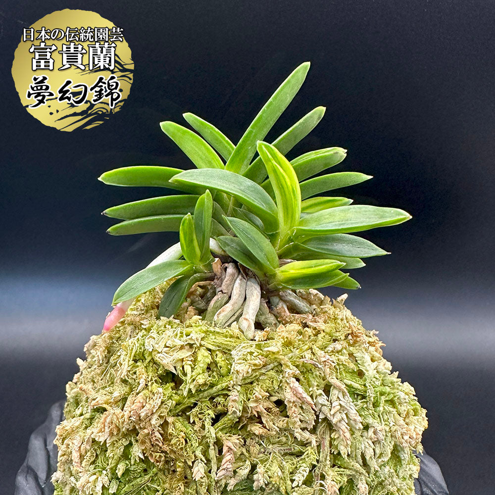 富貴蘭 風蘭 蘭 夢幻錦 むげんにしき 7本立 T648 フウキラン フウラン