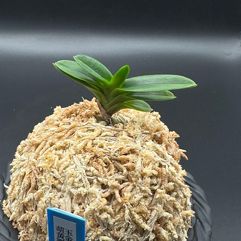 富貴蘭 風蘭 蘭 玉金剛萌黄覆輪 たまこんごうもえぎふくりん 1本立