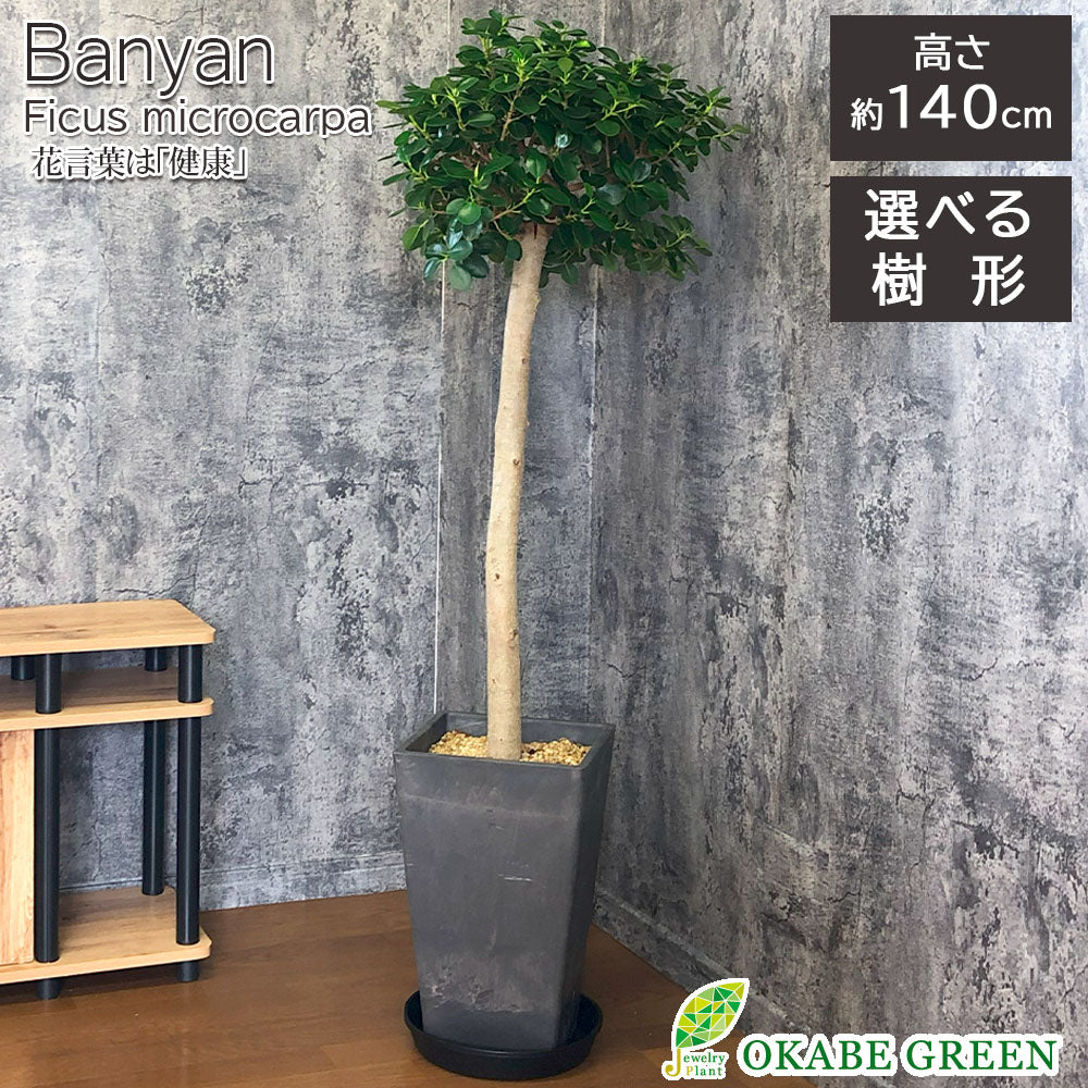 宝石のような観葉植物のお店 【Jewelry Plant】 パンダガジュマル 9号