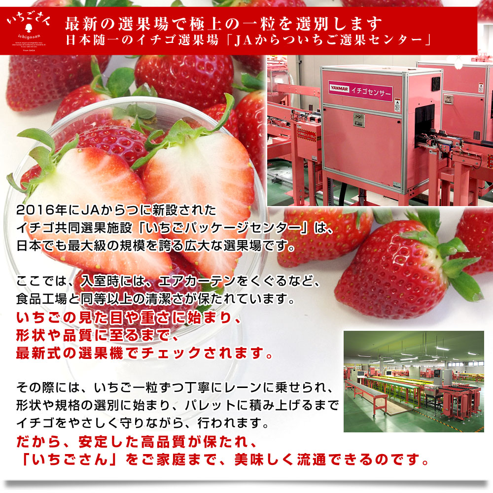 佐賀県より産地直送 JAからつ 新品種いちご いちごさん DX 450g 15粒