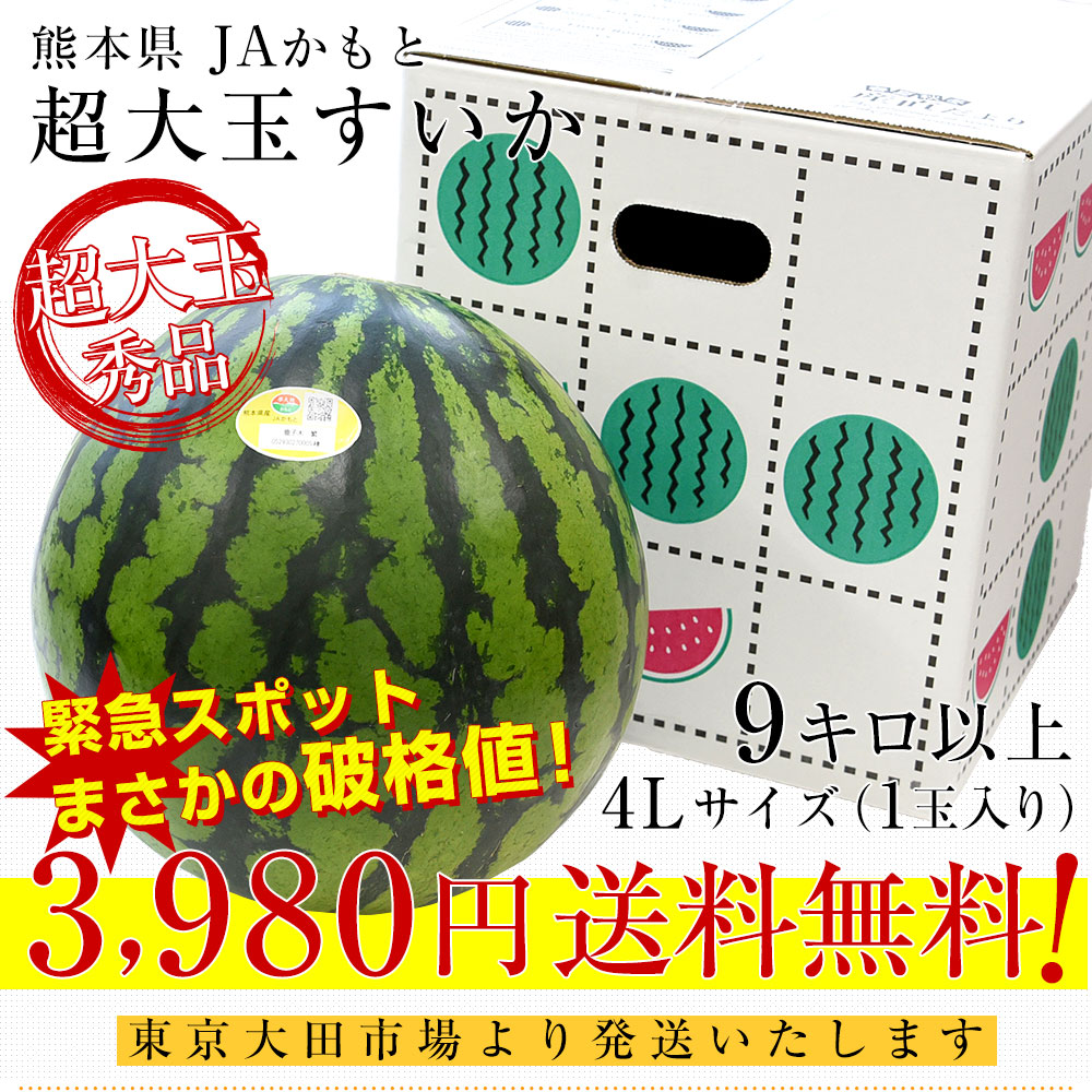 緊急スポット】熊本県 JAかもと 超大玉すいか 9キロ以上（1玉）4L