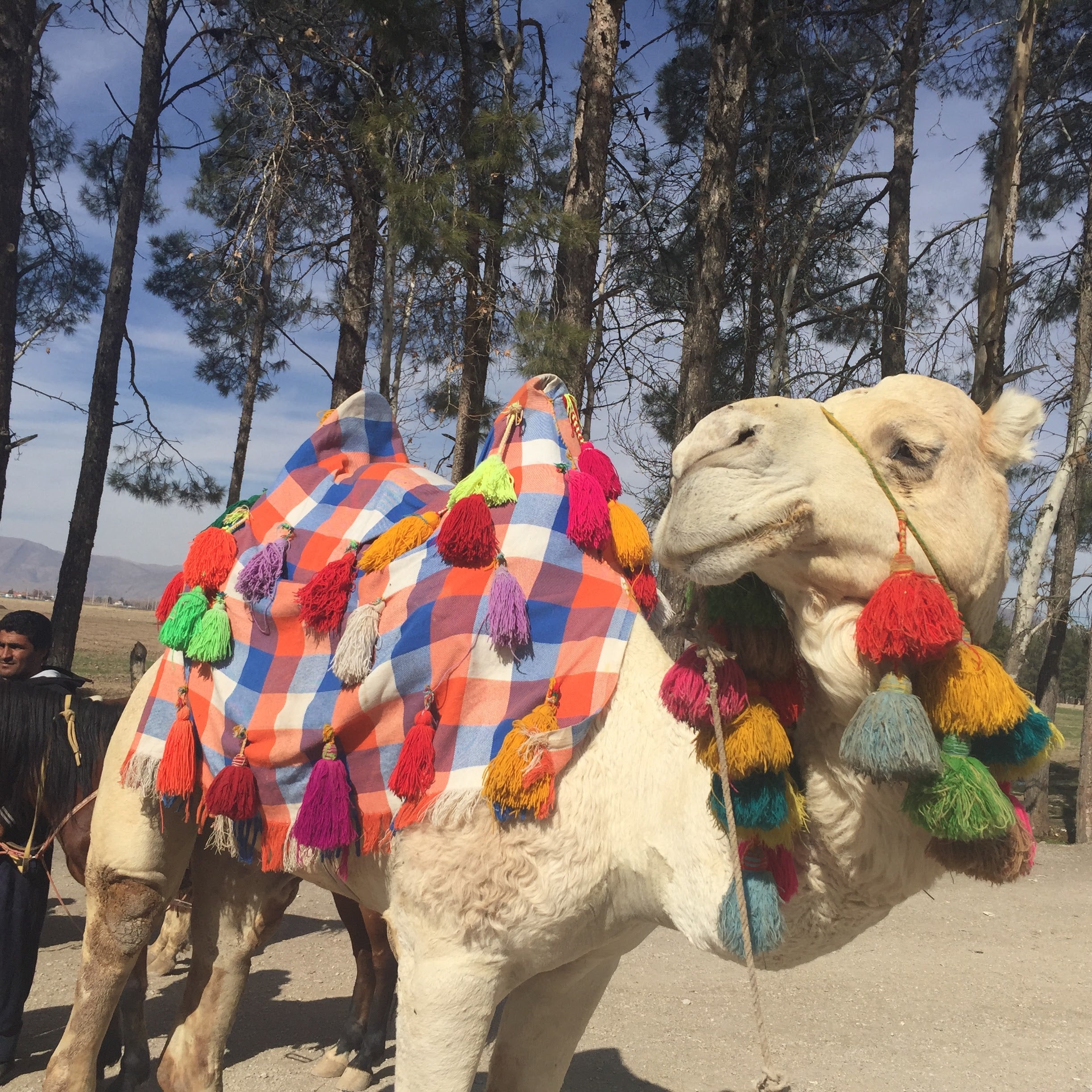 ギャッベ イラン産 リビングサイズ 159×202