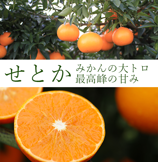 初回購入者様限定！観音山せとか（絹肌美人：A級品）2kg送料無料