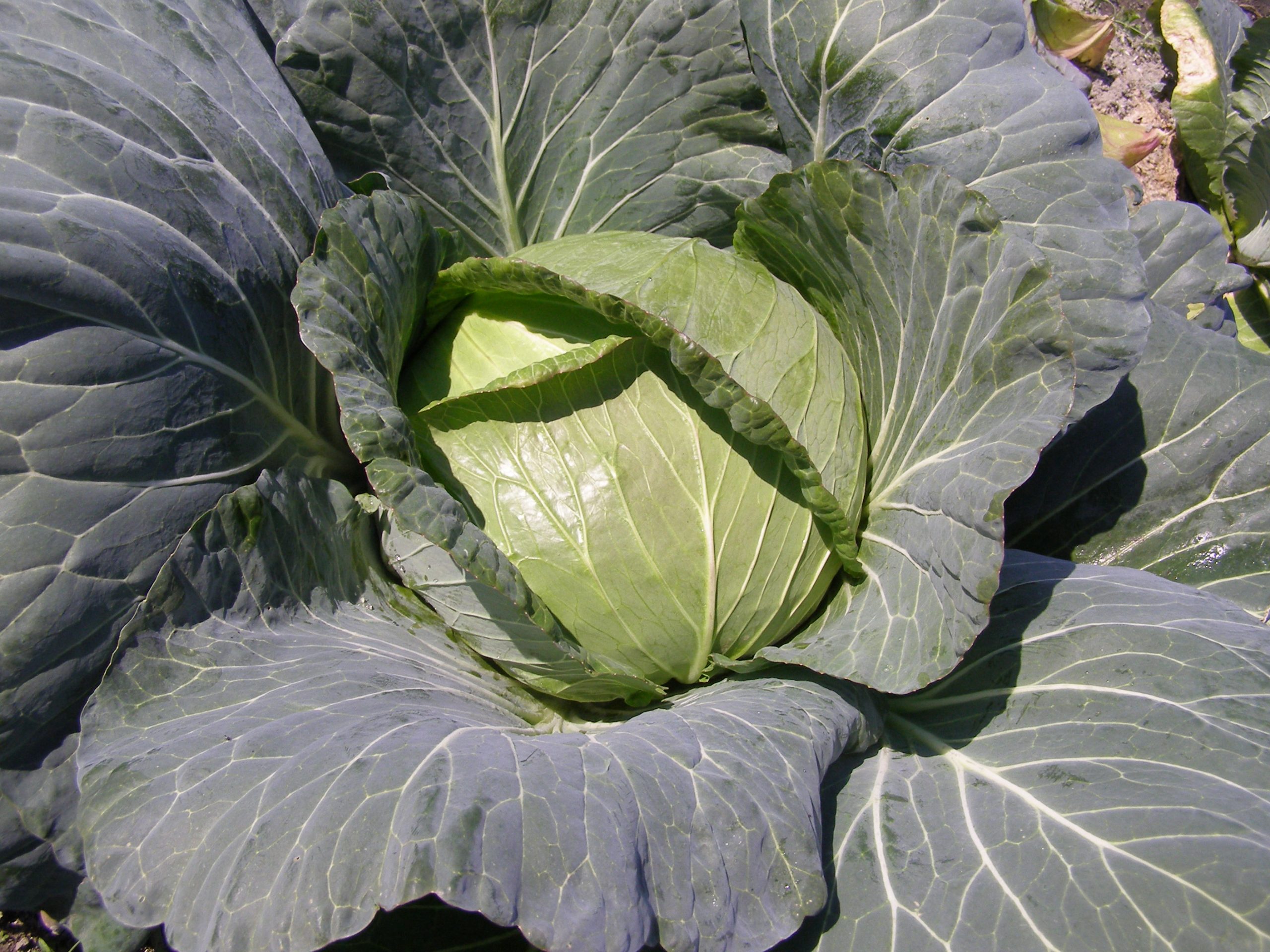 夏峰甘藍 | 株式会社カイヤ採種場