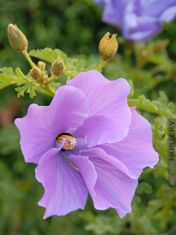 4 Plant Aussie Blue Hibiscus Alyogyne Color Pkg. – Kens-Nursery