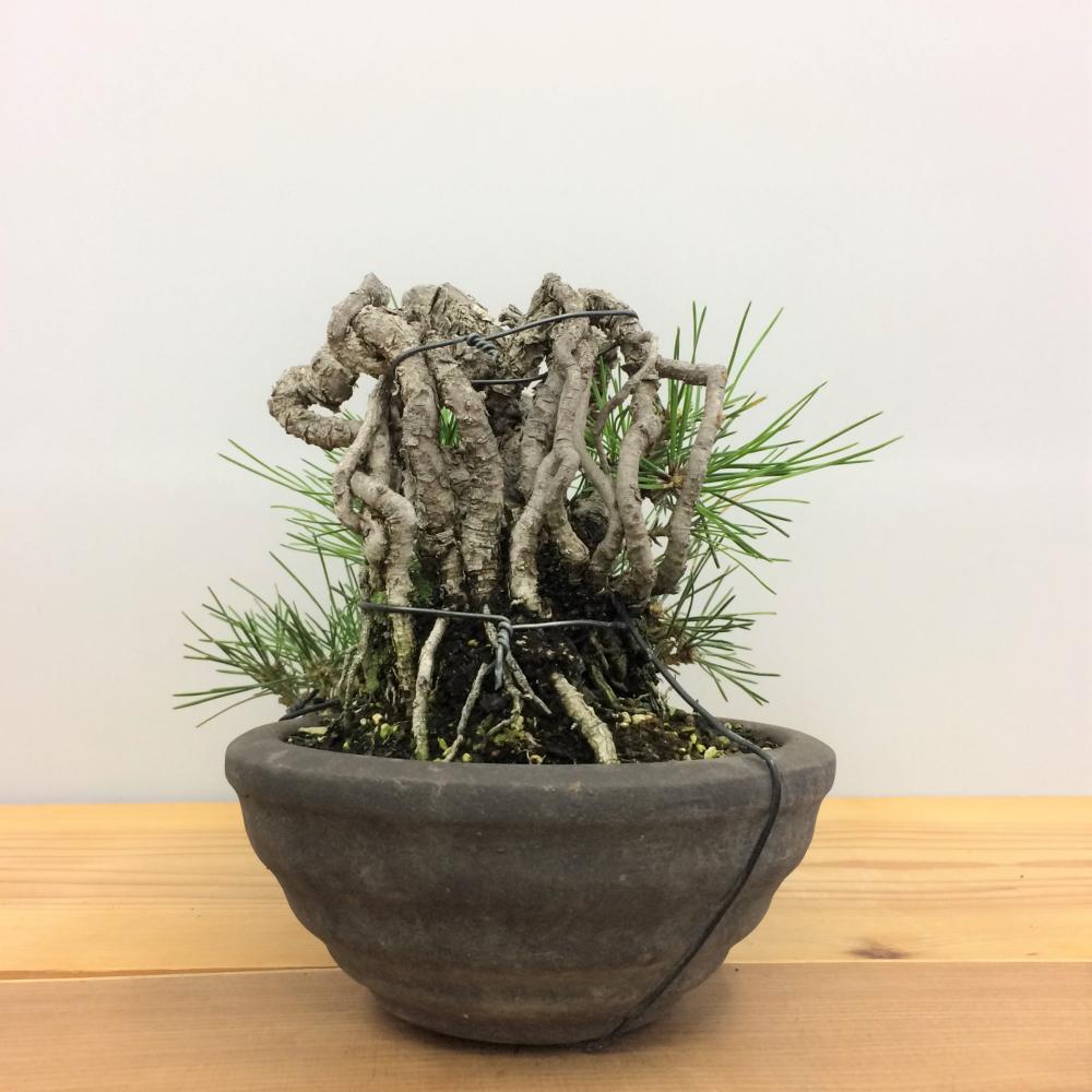 盆栽 黒松/盆栽、多肉植物、塊根植物、観葉植物通販/KIDORI -キドリ-