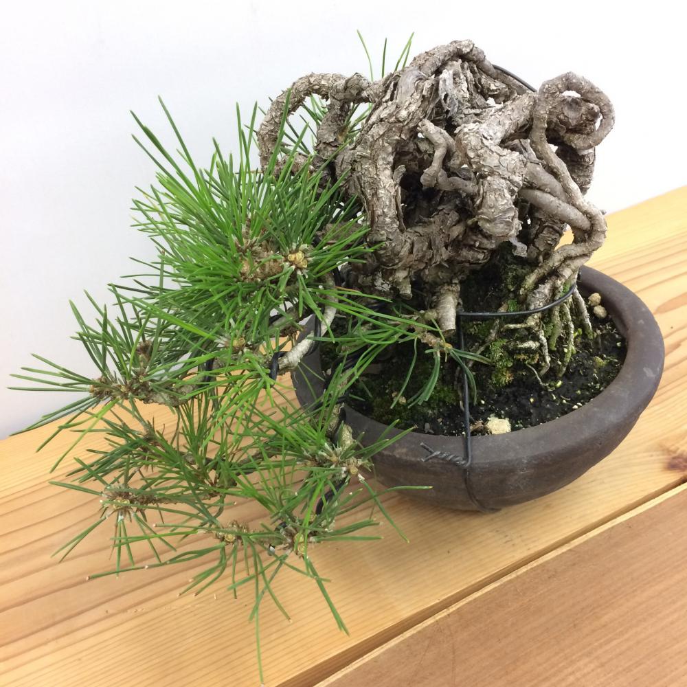 盆栽 黒松/盆栽、多肉植物、塊根植物、観葉植物通販/KIDORI -キドリ-