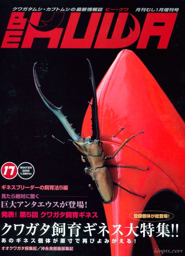 ビークワ17号（BE・KUWA） ビークワ飼育ギネス大特集
