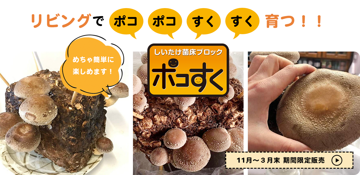 きのこ専門 kinoko-Ten キノコテン | しいたけ栽培キット販売・西宮市